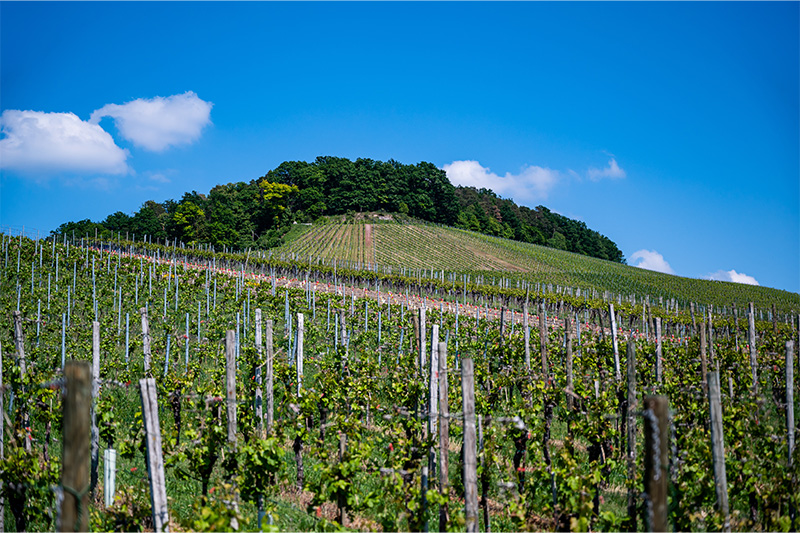 land-transmission-winery